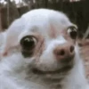 Funny Animals 7