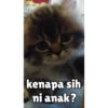 Kocheng😼 18