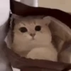 Tiernos Animados 11
