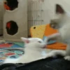 Gatos animados 3 17