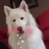 🌈Cute Animals🌸✨ 6