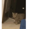 Random cute cat💕 13