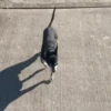 🐕 PUSHKIN TIK TOK 🐾 13