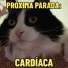 GATOS SENDO GATOS 😸 15