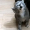 Meoww 8