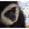 Memes Gorillas 🦍 13