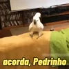 Memes de pets 6
