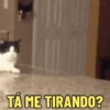GATOS SENDO GATOS 😸 12