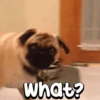 Peyitos Animados🐶💫 10