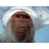 Memes Gorillas 🦍 9