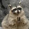 10. Memes, reações e deboches 25