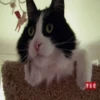Gatitos 5