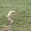 Macacos animados 10
