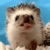 🌈Cute Animals🌸✨ 15