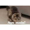 Animasi kucing 26