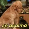 Memes de pets 9