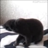 Gatitos 9