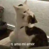 💕😻Gatitos De Amor😻💕 5
