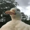Funny Animated 9