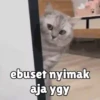 Random cute cat💕 12