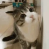 🐾❤️Gatitos para ti😻😽 10