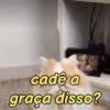 Memes de pets 13