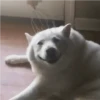 🐶 Perritos Mov. 2 🐾 15