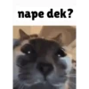 Random cute cat💕 8