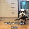 Perritos 💖 10