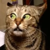 Animales Funny🌈⭐ 12