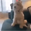 🐶 Perritos Mov. 2 🐾 19