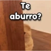 😳 Gato Vergonzoso 🙈 22