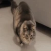 Gatitos 15
