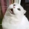 Popular GIFs 10