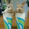 Funny Animals 12