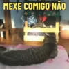 GATOS SENDO GATOS 😸 9