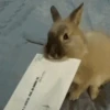 Conejos Random 🐇🐰 12
