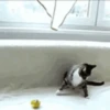 🐾❤️Gatitos para ti😻😽 9
