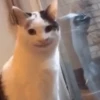 Meoww 12