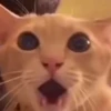 Beijo de gato 12