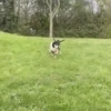 🐕 PUSHKIN TIK TOK 🐾 10