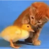 Funny Animals 10