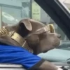 FUNNY ANIMALS 6