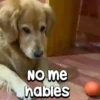 Peyitos Animados🐶💫 6