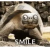Funny Animals 14