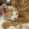 Gatinhos fofos 8