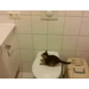 Gatos animados 3 16