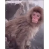 Monkey 28
