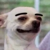 Cachorrinhos fofos 15