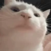 Funny Reactions 12